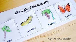 Life cycle of a butterfly lesson plan for preschool. Bugs And Butterfies Theme Preschool Activities Stay At Home Educator