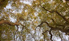 In fact, the last street tree census conducted by the city's department of parks and. Devastating Fungal Disease Which Is Blighting The Queen S Plane Trees Daily Mail Online