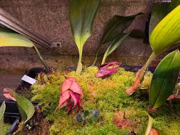 Image result for Bulbophyllum elliotii