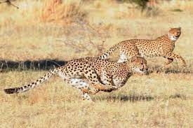 Northwest African Cheetah Zhivotnye