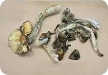 Psilocybin and psilocin (Magic mushrooms) - Canada.ca