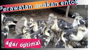 Jakarta selatan shalsa store 1. Pemula Pemeliharaan Anak Entok Usia 0 Sampai 2 Mingguan Youtube