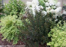 Check spelling or type a new query. Tiny Wine Ninebark Offers Dark Foliage On A Compact Shrub Horticulture