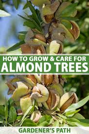 Check spelling or type a new query. How To Plant Grow And Care For Almond Trees Gardener S Path