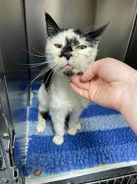 Shepherds Veterinary Hospital Home Facebook