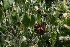 Image result for Barleria albostellata