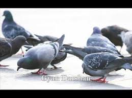 Image result for चिड़िया दाना खाती