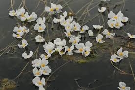 Image result for Ottelia