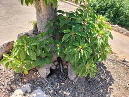 Image result for Phytolacca dioica