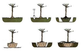 Check out this episode of growing wisdom for a step by step guide to moving a tree! Moving Instructions For Tree Or Big Shrub