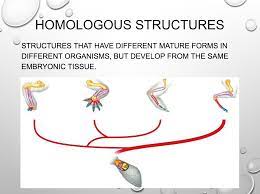 Seventh Grade Lesson Evolution Homologous Structures Embryology