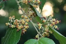 Image result for Guazuma