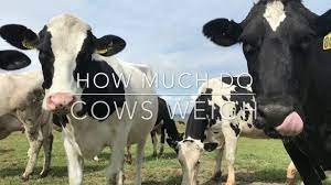 This calfscale newborn weigh tape accurately measures birth weights of newborn beef calves within 24 hours after birth. How Much Do Cows Weigh Dairy Moos