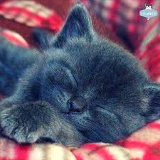 Sweet Dreams To Watch Cat Videos Follows Us On Our Youtube Channel Link In The Bio Cats C Sevimli Kedi Yavrulari Sevimli Hayvan Yavrulari Sevimli Kediler