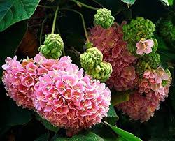 Image result for Dombeya burgessiae