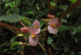 Image result for Begonia oxyloba
