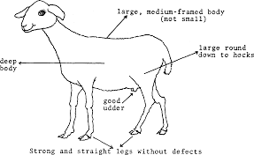 Self Teaching Manual In Hair Sheep Production