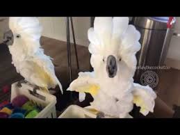 Birds Dancing To Music Youtube Cockatoo Dancing To Quot Happy Quot By Pharrell Williams Youtube Funny Parrots Cockatoo Cute Birds
