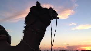 Camels (dromedary in this case) actually have many sounds that they make, but the two most frequent sounds are the generalized sound they make when they're inconvenienced, bothered by another camel or a person, or often made when they have to stan. Blubbering Camel Sounds Youtube