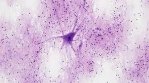 Image result for Neuron