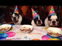 Boston terrier with party hat, happy birthday card. Boston Terrier Birthday Party Youtube