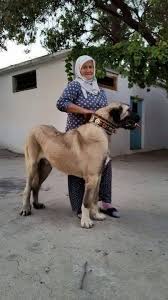 orhan genel kangal kopegi kopek turleri bekci kopegi