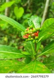 Image result for Rauvolfia afra