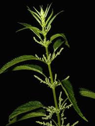 Image result for Urtica