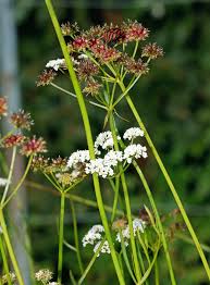 Image result for Oenanthe mildbraedii