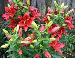 Asiatic Lily Care How To Grow Asiatic Lilies