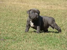 Photo on thumbnail is not my dog. Black American Bulldog Puppy Off 54 Www Usushimd Com