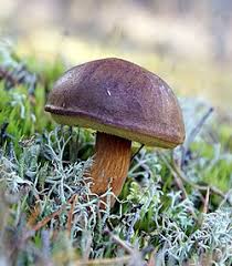 Image result for Boletus badius