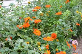 Image result for Tithonia