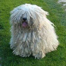 Brian Had A Hungarian Puli Dog Named Dooley Puli Dog Puli Dog Breed Hungarian Puli