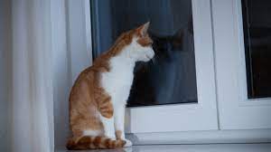 gece kedi miyavlamasi hakkinda bilmeniz gerekenler petburada