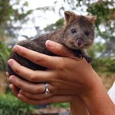 Baby Quokkas Joeys Are Palm Sized Just For Cuddles Happy Animals Quokka Animals