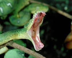 Emerald Tree Boa Animales Locos Serpientes Hermosas Fondo De Pantalla De Serpiente