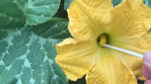 Maybe you would like to learn more about one of these? How To Tell Difference Between Male And Female Flowers Squash Youtube