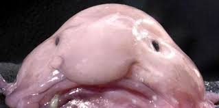 Traduisez ce blog dans votre langue / translate this blog in your d'imilchil : Sauvons Les Animaux Moches Sciences Et Avenir