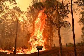 Raging Bush Fires Torch 5 3 Million Acres In New South Wales Australia Turning Beaches Black With Ash Australia Landscape Australia New South Wales