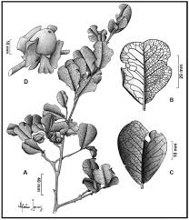 Image result for Diospyros consolatae-rotundifolia intermediates