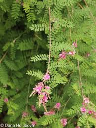 Image result for Indigofera kuntzei