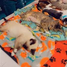 Rescues and shelter volunteers in san diego already know the personality and tendencies of their pets. Feral Cat Coalition Home Facebook