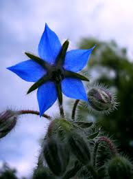It can bear either purple or blue flowers; Indigo Architect Flowers Names And Pictures Blue Flower Names Blue Garden