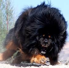 World S Rarest Dogs Mastiff Is One Of The Rarest Most Expensive Dog Breeds In The World Expensive Dogs World S Most Expensive Dog Most Expensive Dog