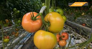 • turfanda patates ekimine, uygun yörelerde, ocak ayı ikinci yarısında başlanır.ekimle birlikte azot, fosfor ve • örtüaltı yetiştiriciliğinde, ısı kontrolüne dikkat edilir. Her Yonuyle Domates Yetistiriciligi