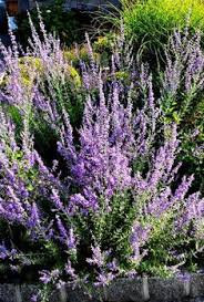 This is a gallery of flowers of common garden weeds with a blue to purple colour. 160 Best Purple Perennials Ideas Perennials Garden Purple Perennials