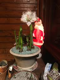 Enjoy the intoxicating fragrance of hyacinths and the dramatic blooms of amaryllis (<em lang= latin xml:lang= latin >hippeastrum ), 'paper white' daffodils and other bulbs for christmas and new year. A Little Christmas Bloom Day Decor Red Dirt Ramblings