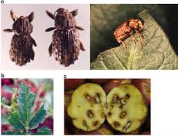 The void knights are a military order who have helped serve guthix and his penchant for balance since the early fourth age. Insect Pests Affecting Potatoes In Tropical Subtropical And Temperate Regions Springerlink
