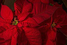 Poinsettia Flower Christmas Season Christmas Pictures Christmas Poinsettia